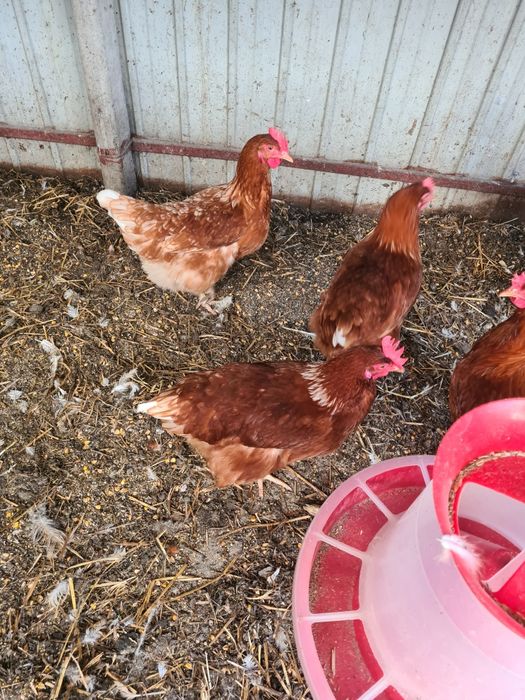 Молодые куры,молодка.