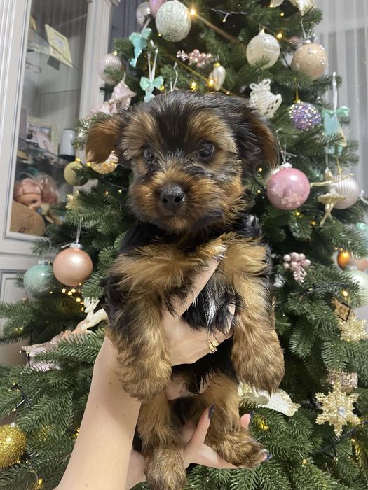 Йоркшерський терєр