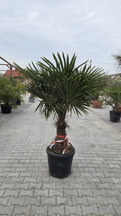 Palma mrozoodporna Trachycarpus fortunei – dostępne różne rozmiary