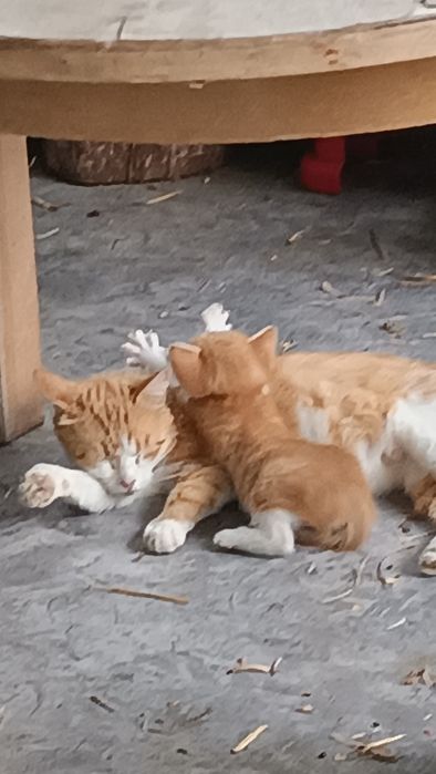 Кот котенок рыжий, кішка руда, помаранчева  ( Всіх кошенят забрали)