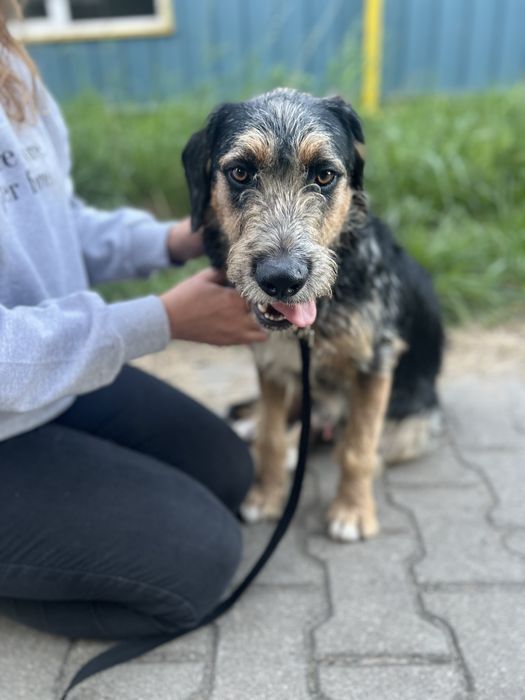 Wyjątkowy piesek Uszek szuka domku