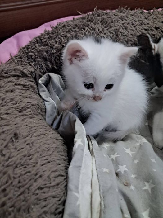 Кошкнята в люблячі родини