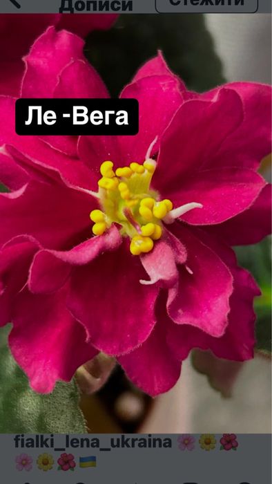 Терміново продам фіалки!