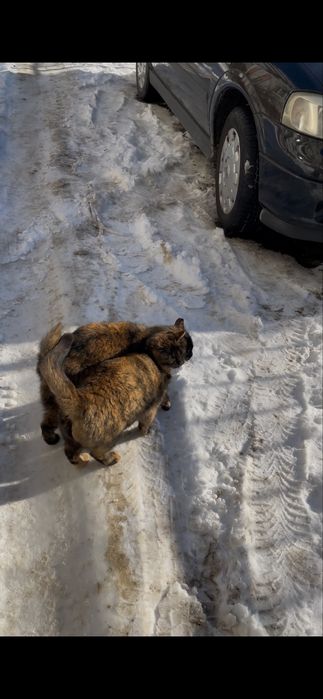 Кішка кіця черепашкова