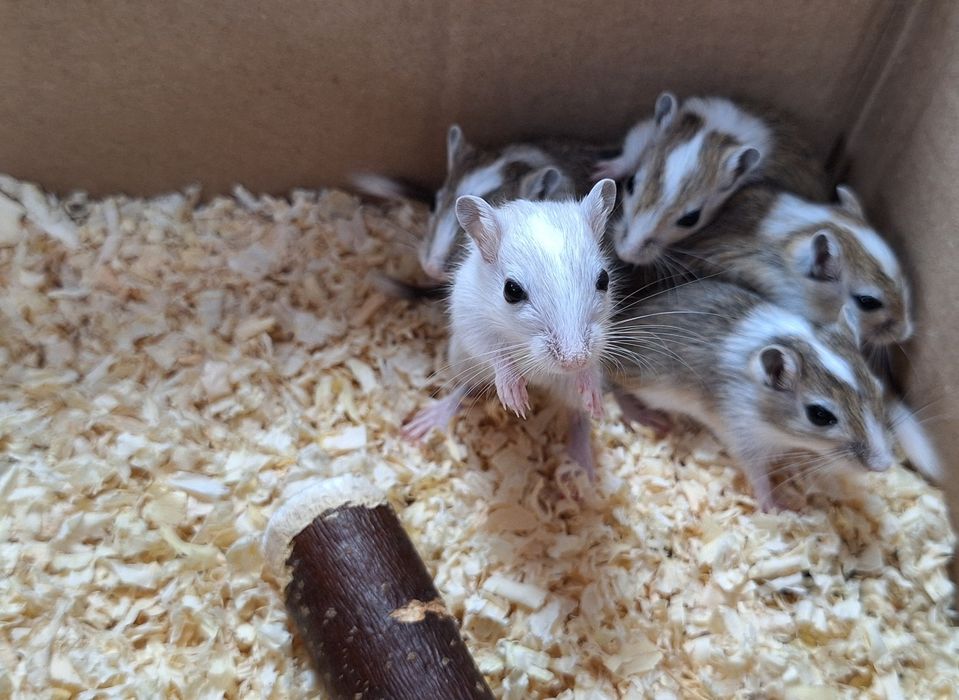 Myszoskoczki samczyki i samiczki.