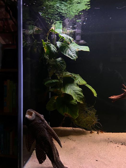 Anubiasy (60cm i 40cm) XXL spredaż lub Zamiana