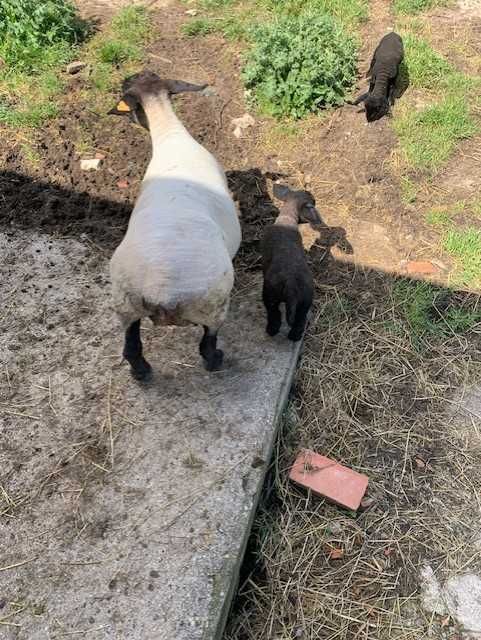 Ovelhas Suffolk machos