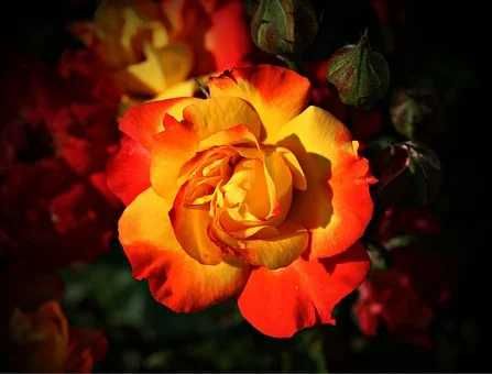 Roseira que dá ROSAS de FOGO, flores lindissimas Apenas envios
