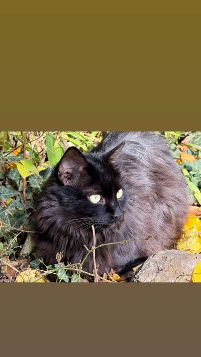 Отдам чёрного пушистого кота