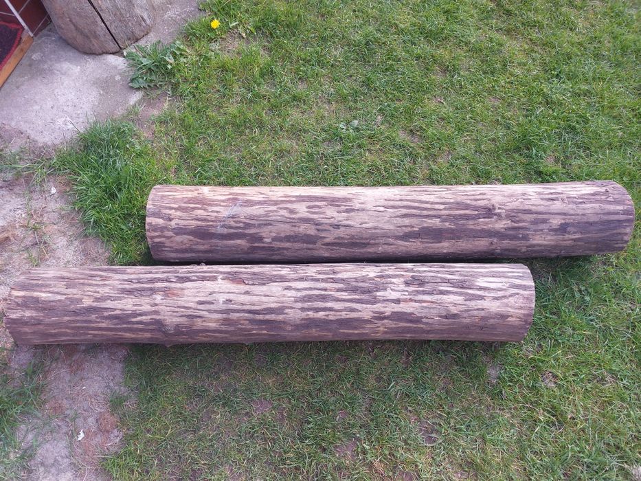 Olcha pień /kłoda/ bez kory