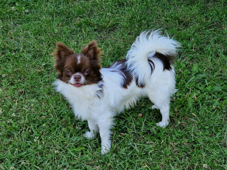 Chihuahua długowłosy biało- czekoladowy.