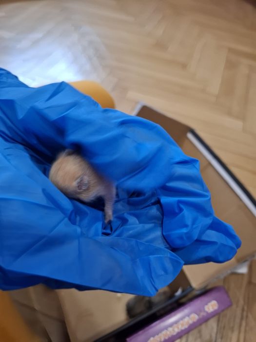 Prawdziwe Chomik syryjski młode domowe