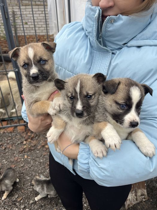 Відам цуценят, метис хаскі