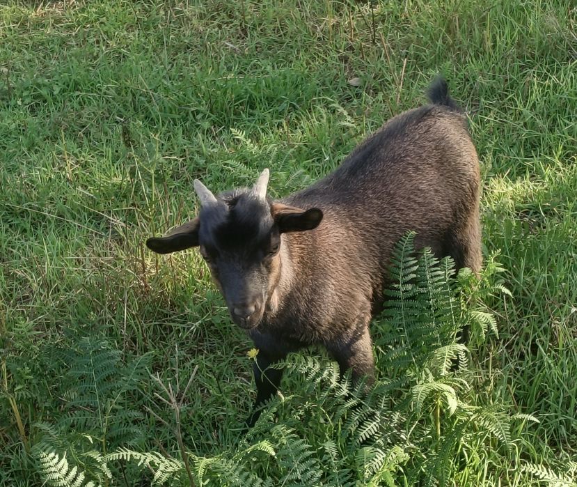 Cabras Anãs - Bode - Macho