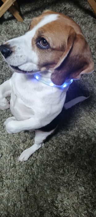 Світлодіодний Led Usb нашийник для собак.