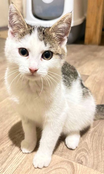 Malutka Katia prosi o dom