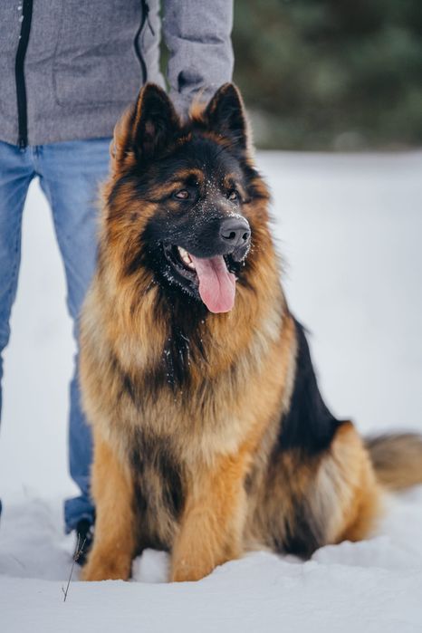 Owczarek NIemiecki Długowłosy