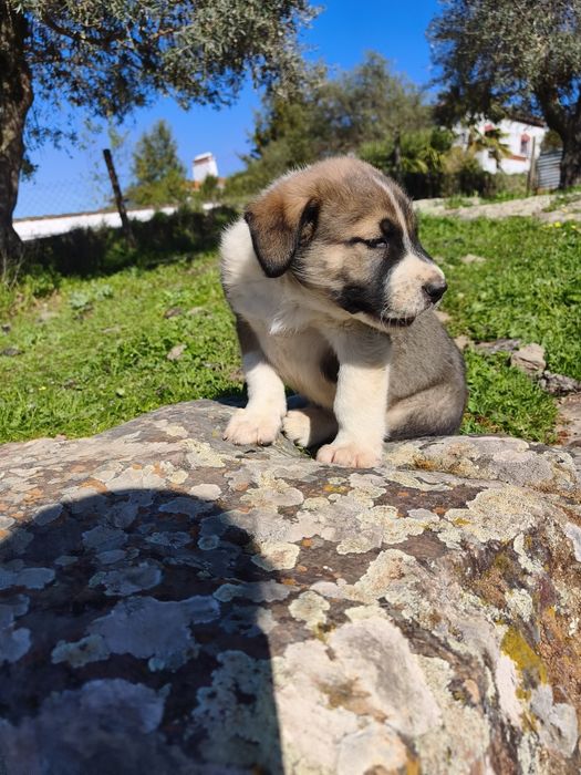 Rafeiro Alentejano Fêmea