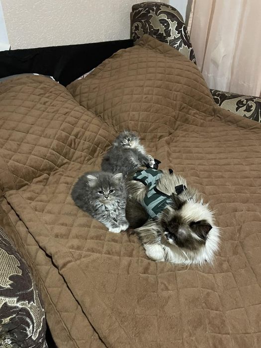 Вязка кот вислоухий