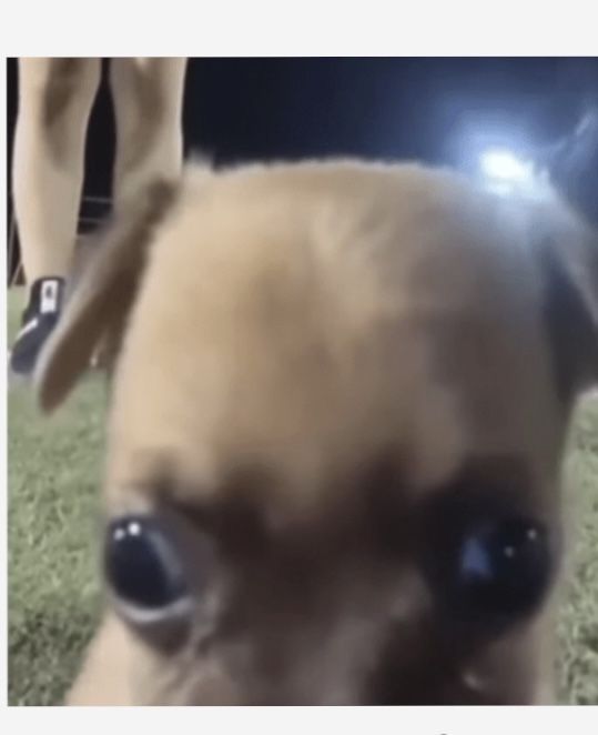 Cachorro para adoçao