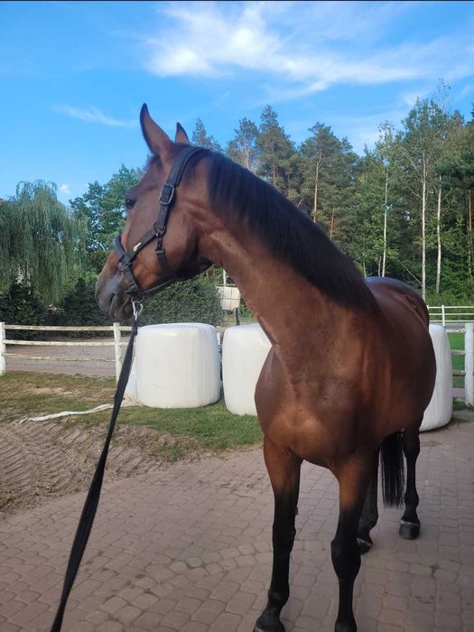 Piękna klacz skokowa