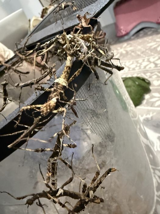 Straszyk Filipiński