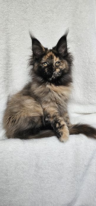 Сногшибательная девочка мейн кун