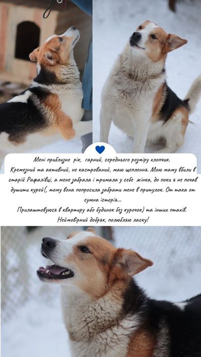 Молоді собачки в добрі руки