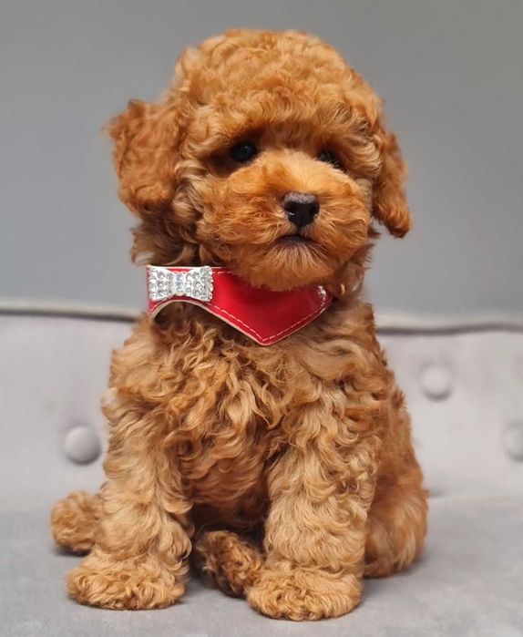 Pudel toy piesek płowy