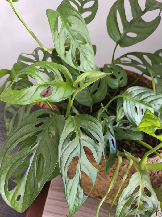 Mudas individuais Monstera adansonii