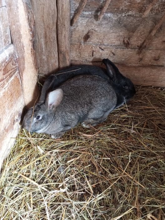 Кролики на плем'я.