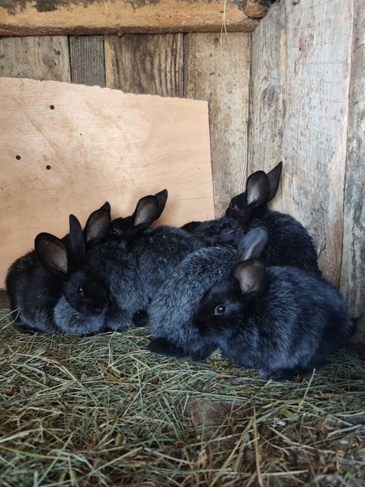 Полтавське срібло