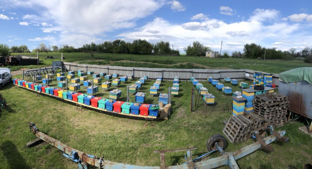 Продам бджолопакети, породи БАКФАСТ