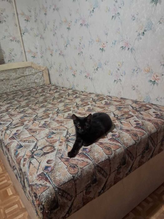Маленькі пухнастикі в люблячі руки