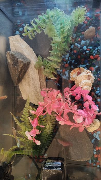 Akwarium rybki wyposażenie zestaw