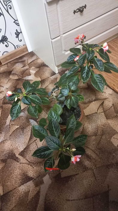 Бальзамін кімнатні рослини