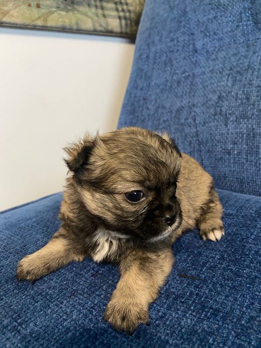 Цуценя в добрі руки