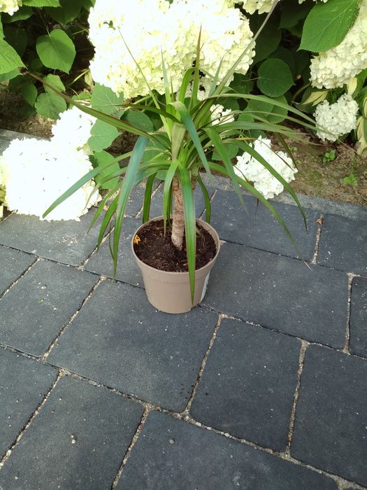 Dracena 2 sztuki trzypędowa i dwupędowa