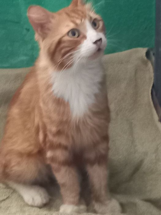 Срочно отдам даром