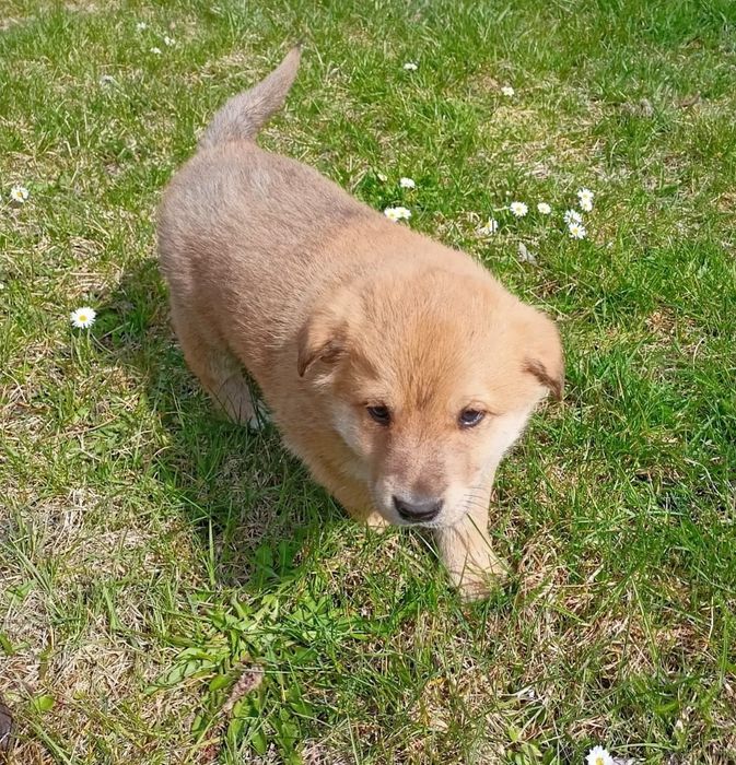 Szczeniaki do oddania