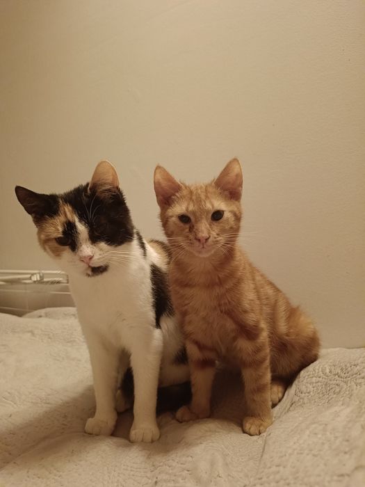 Malina i Łokietek szukają wspólnego domku