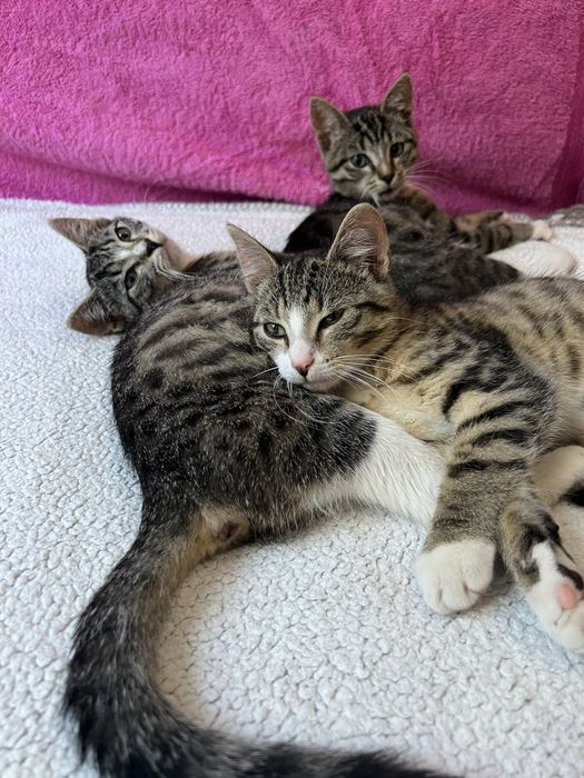 Małe kotki do adopcji