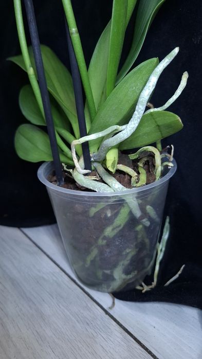 Орхідеі Маракеш пелор, метелик. Повна мутація. На дві гілки. Квітка 8с