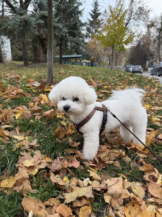 Бішон фрізе, вязка, Львів