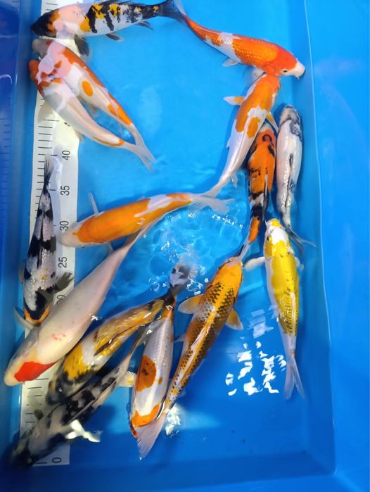 Karp Koi - selekt Japonia