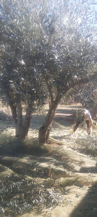 Azeite - caseiro - Extra Virgem (100% Biológico)