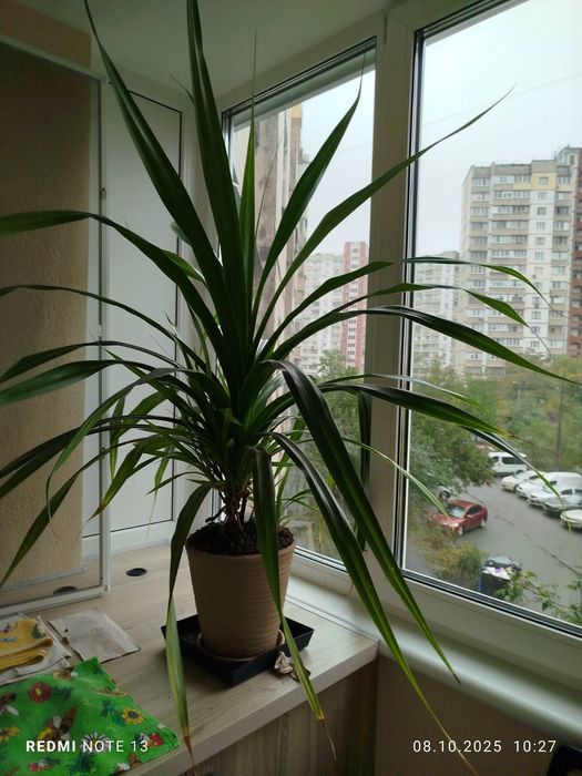 Пальма. Кімнатні рослини.