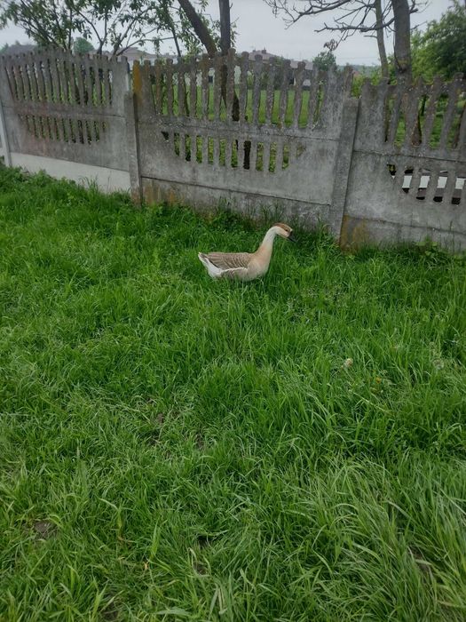 Gęś garbonosa karmiona naturalnie