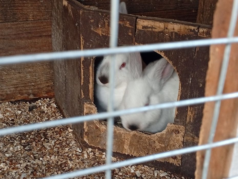 Кролики Краматорск