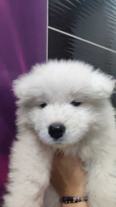 gotowa Samoyed ZKwP badania FCI Samojed DOMOWY